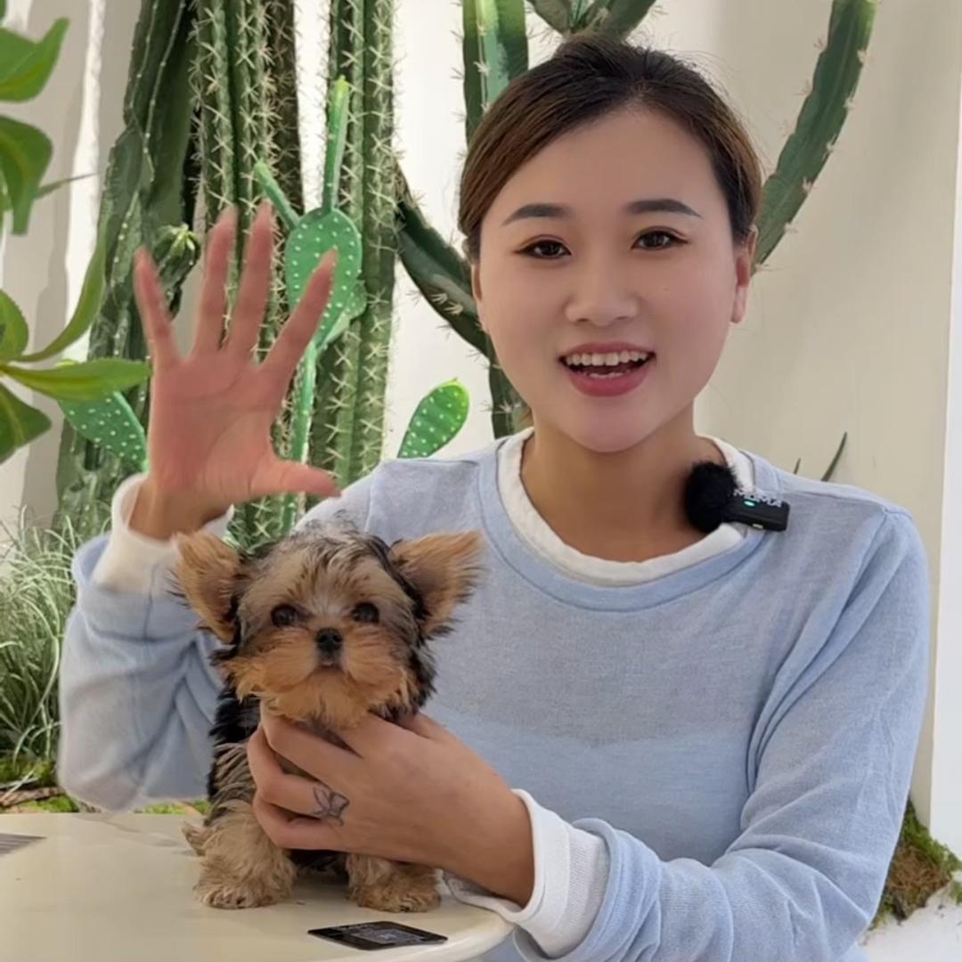 华豫犬舍-种公借配