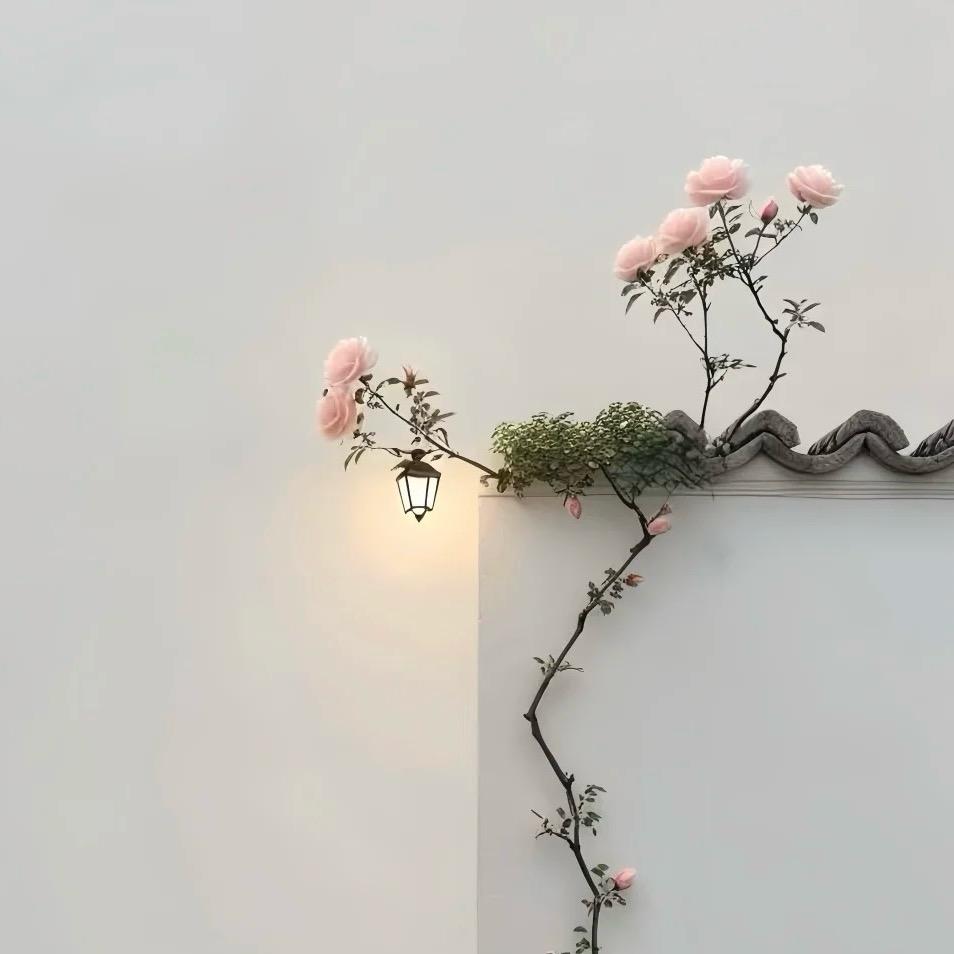 A-许茉莉