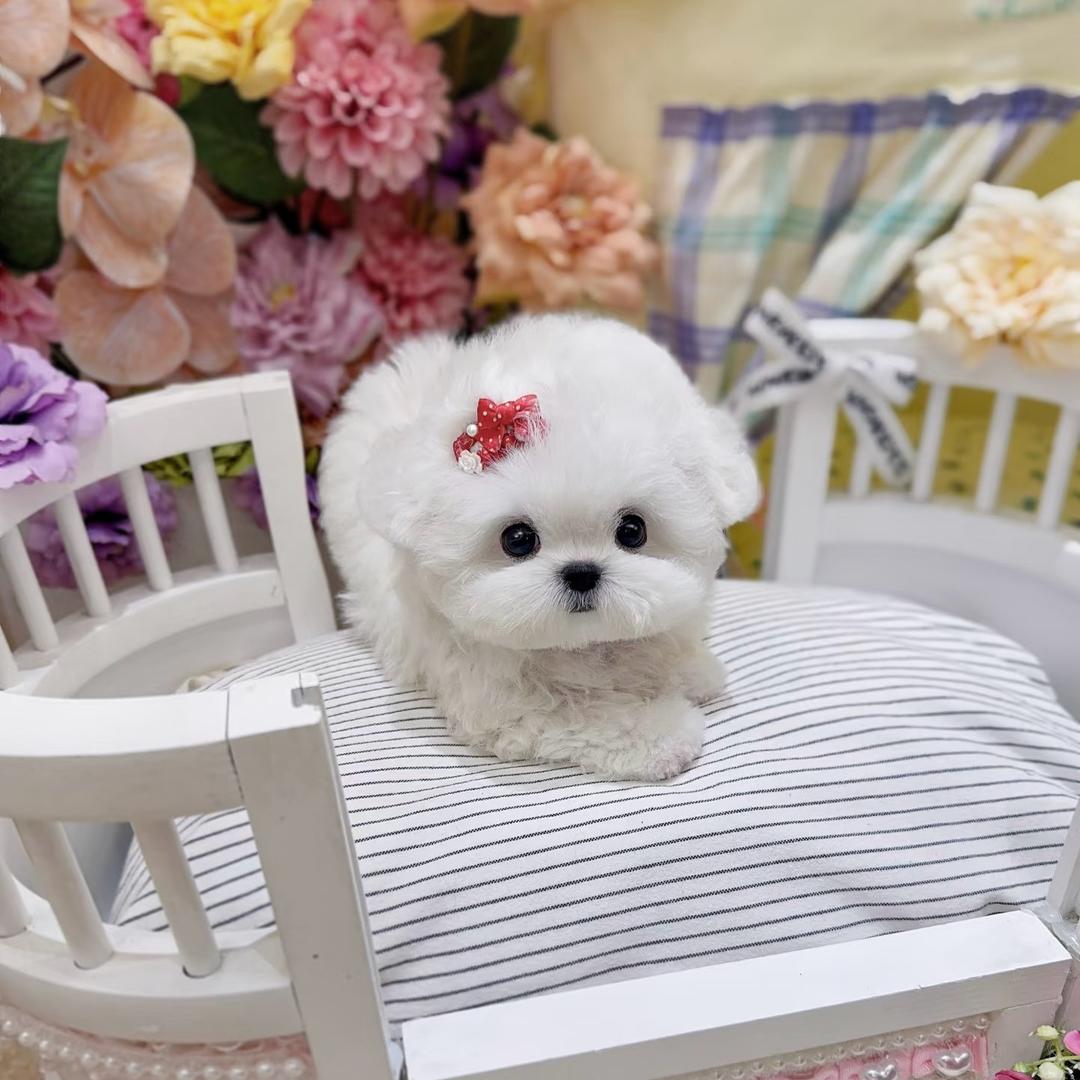 米妮是条狗૮・ᴥ - ა