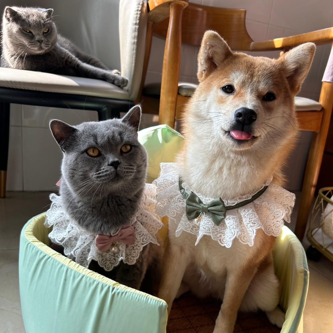 喵与猫