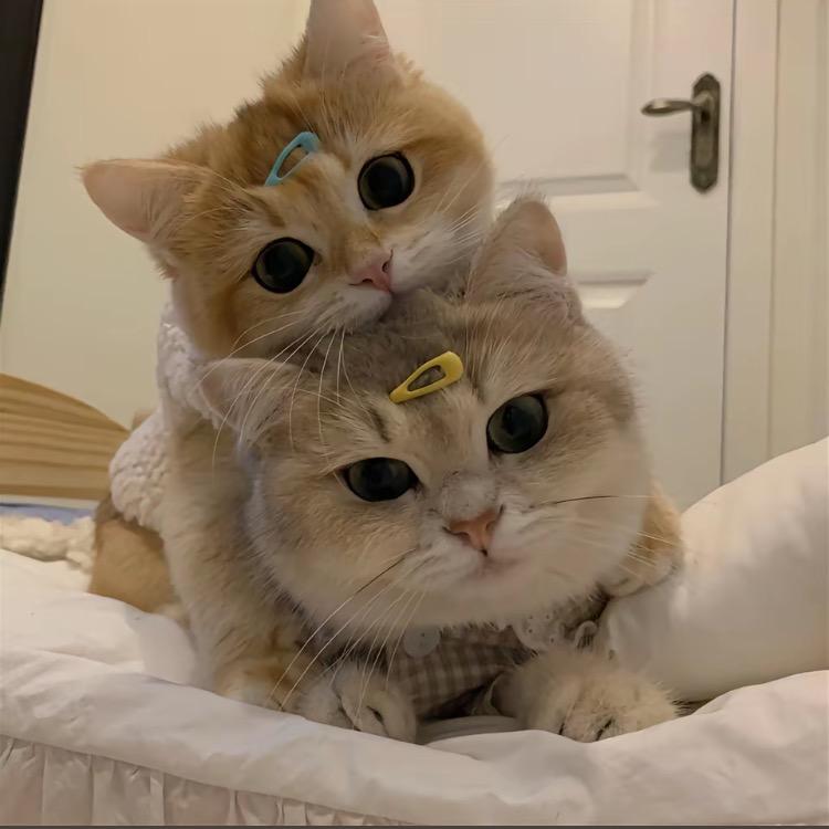 班德白白