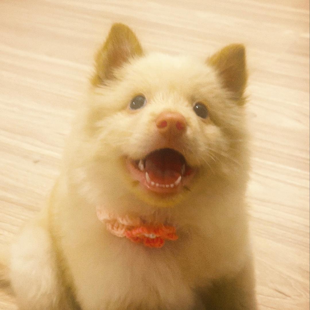 土松 陈皮糖