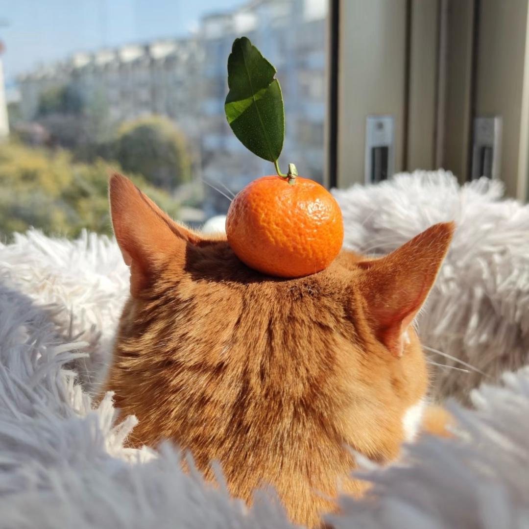 橘子皮🍊