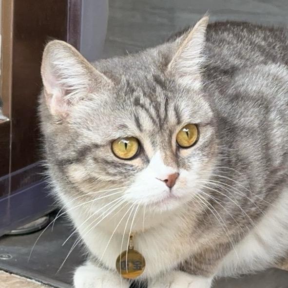 唐宝是只猫🐱