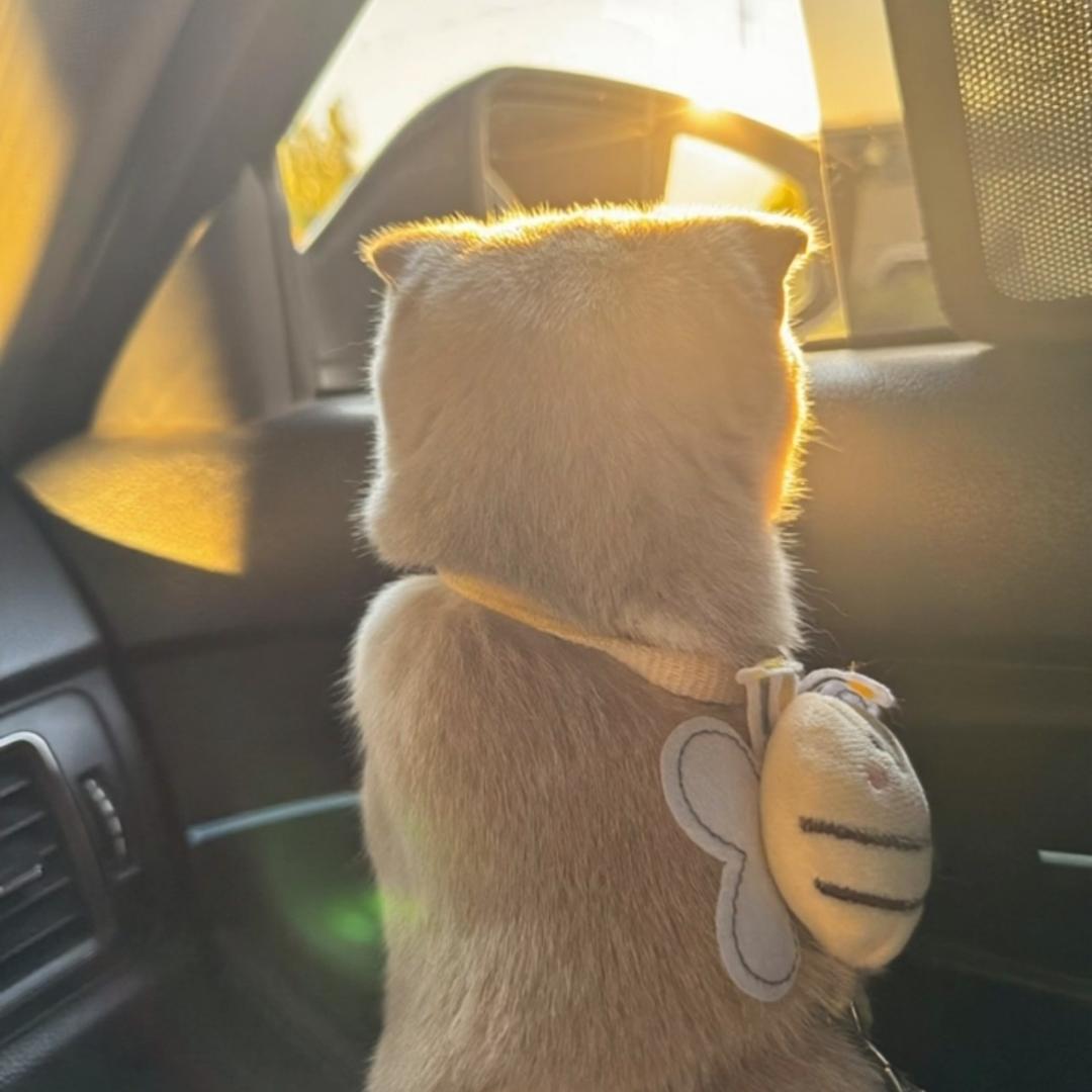 🌰