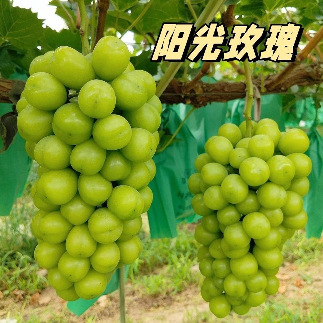 星爵霖悠韵果树苗木专卖店