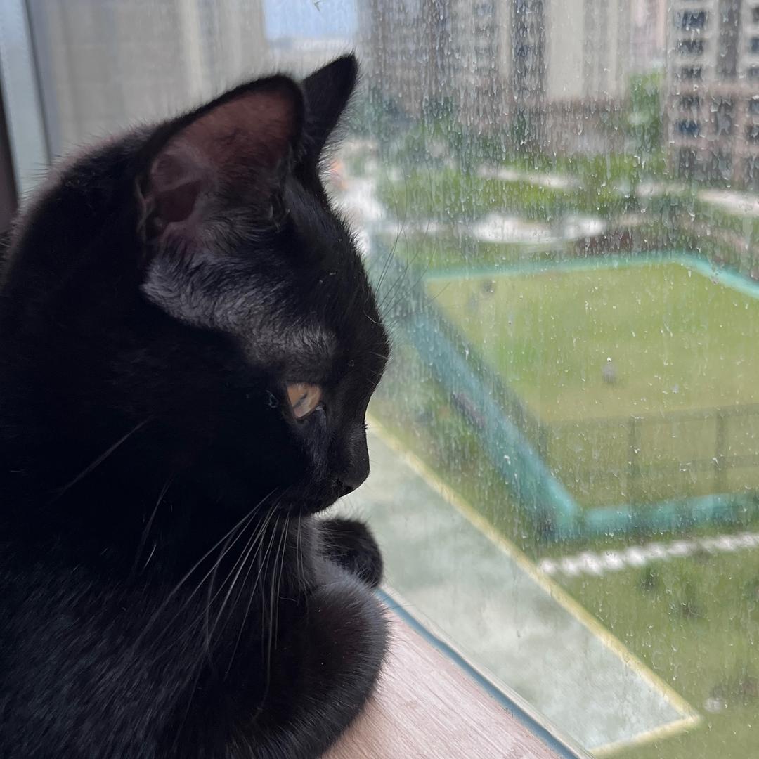 多宝和福福