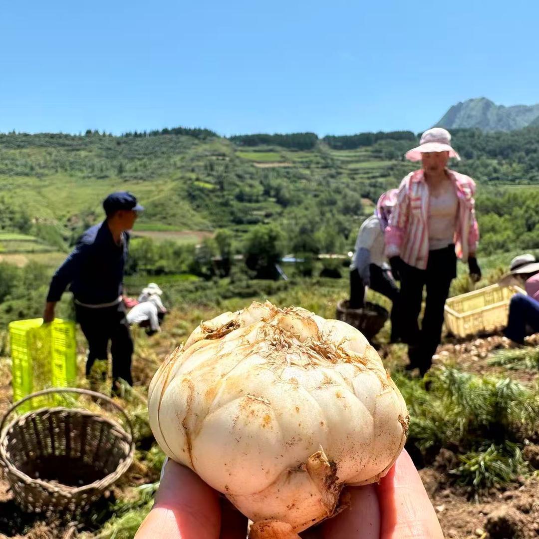 莉莉子家的农产品