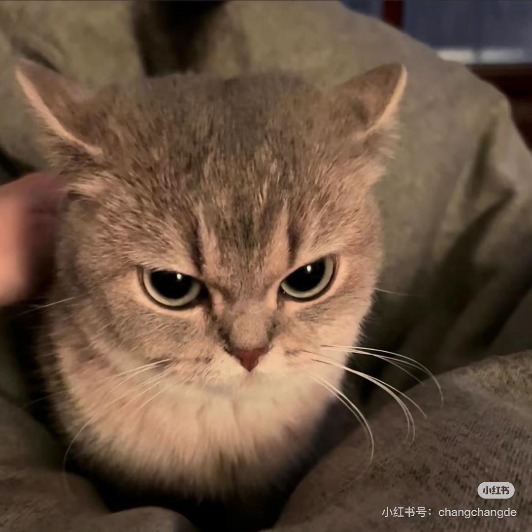 何以笙