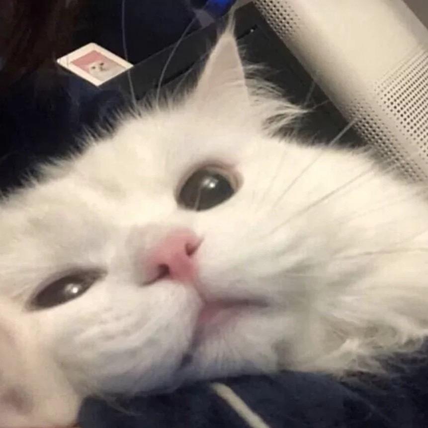 小可爱