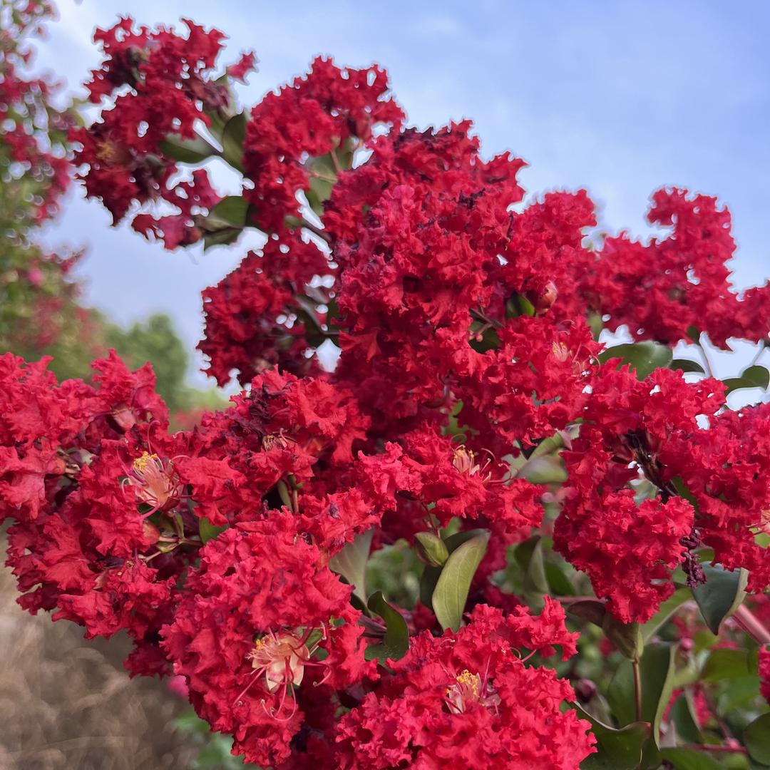 私语花园花卉基地