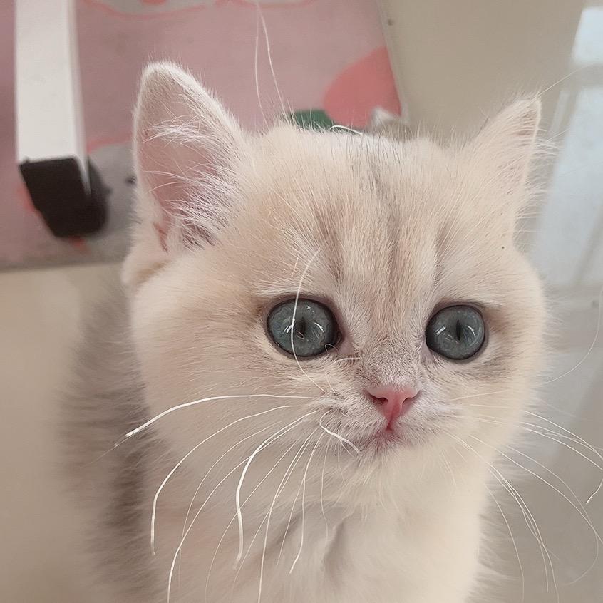 喵🐱豆豆