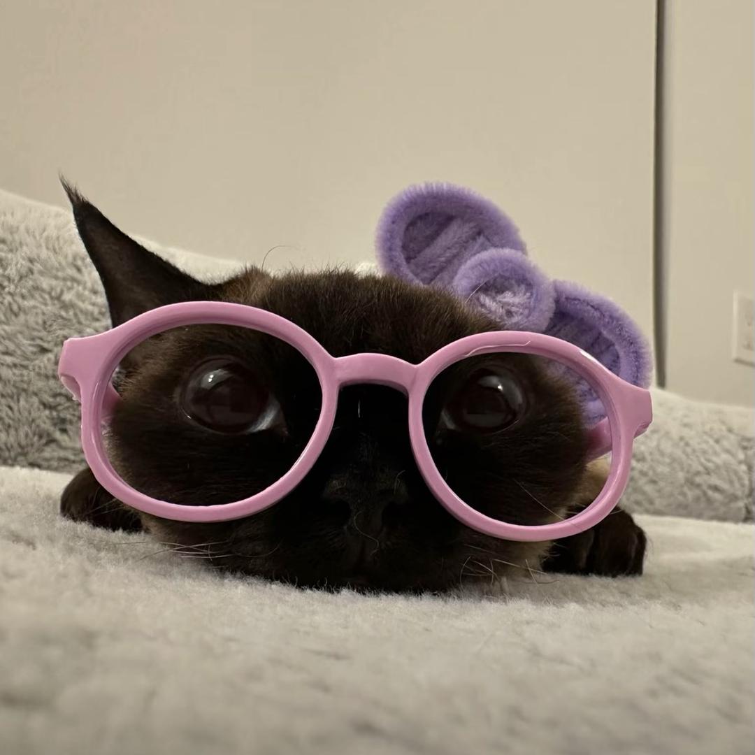 一只幸运企鹅蛋