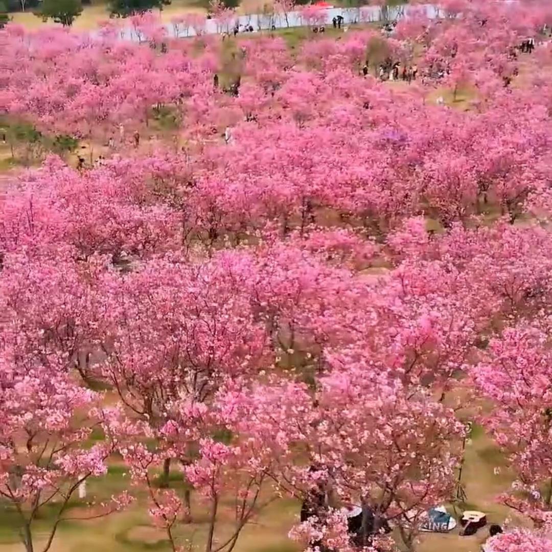 丹尼小宝贝52〇922052