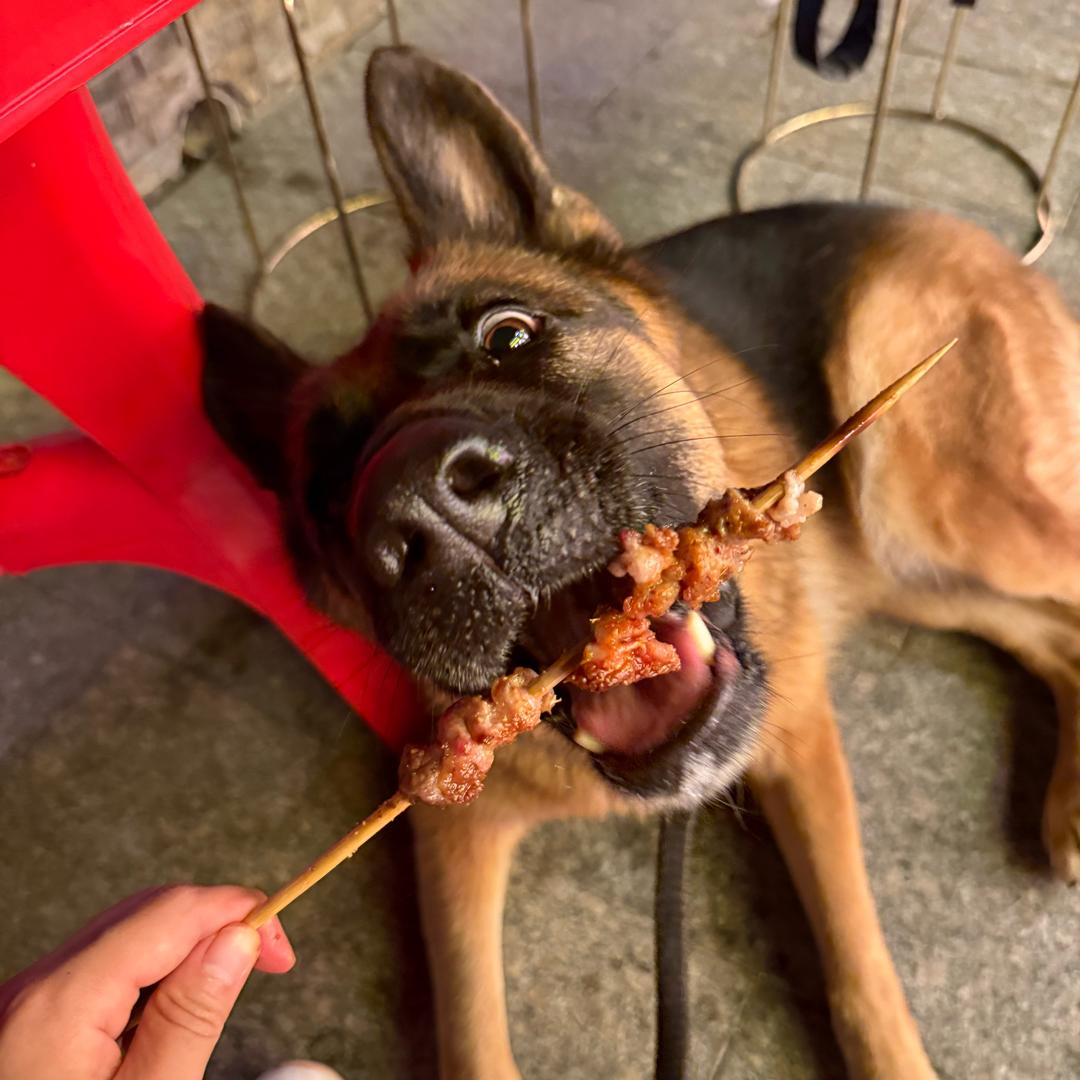 lucky小德牧