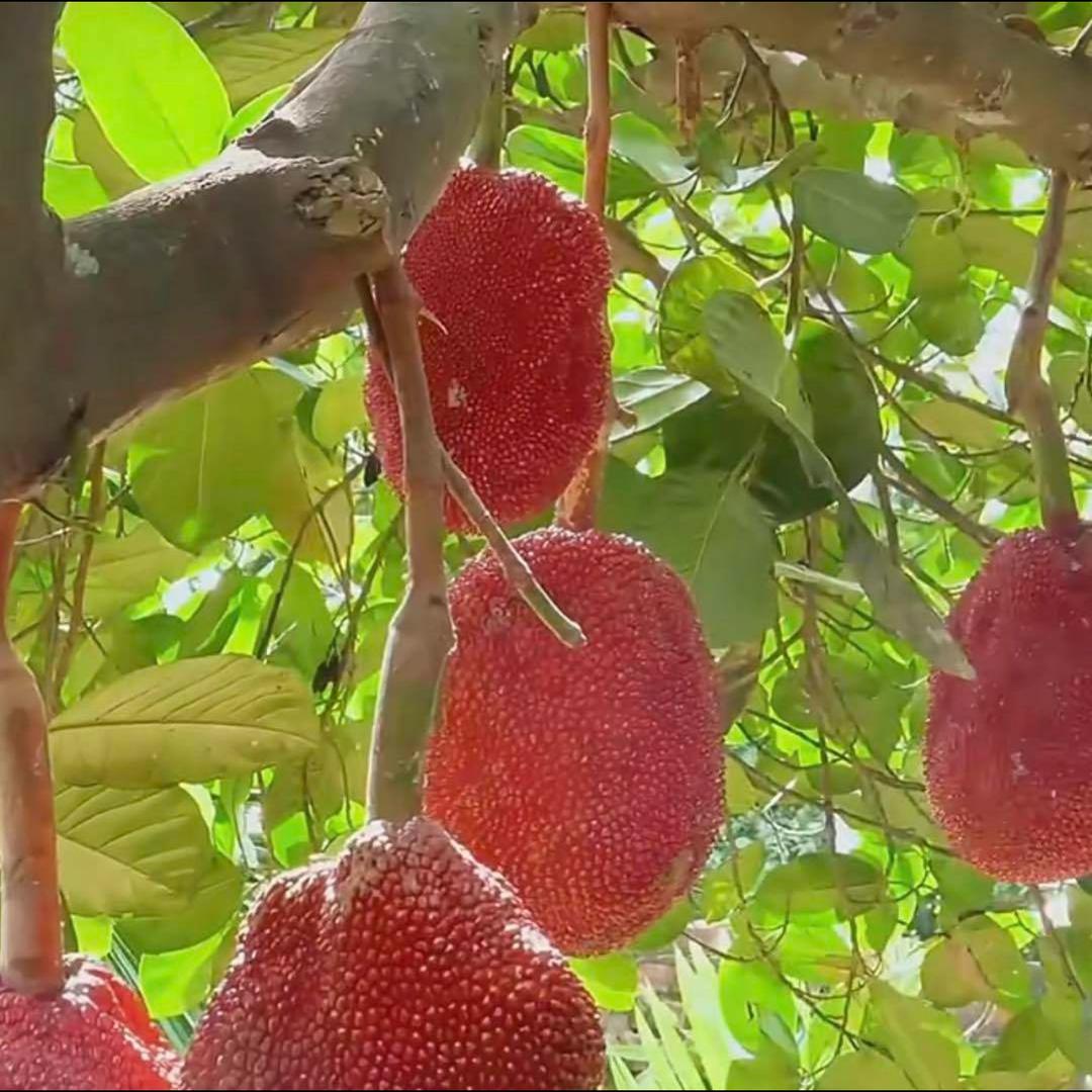 嘉映与果