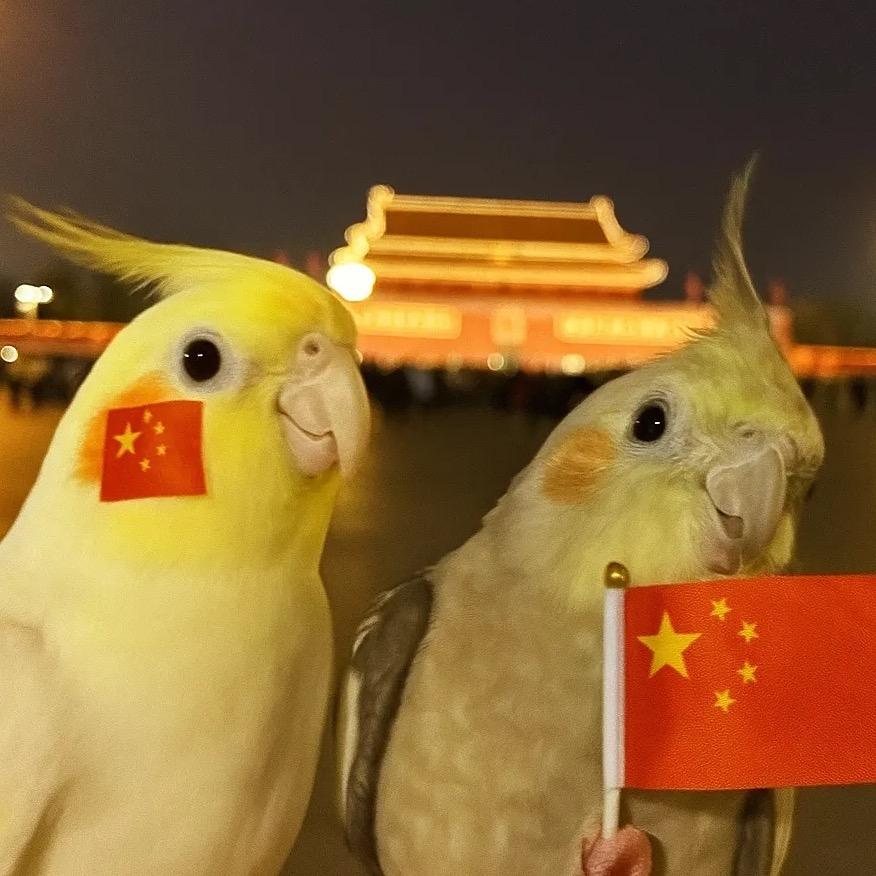 六哥和七姐🦜