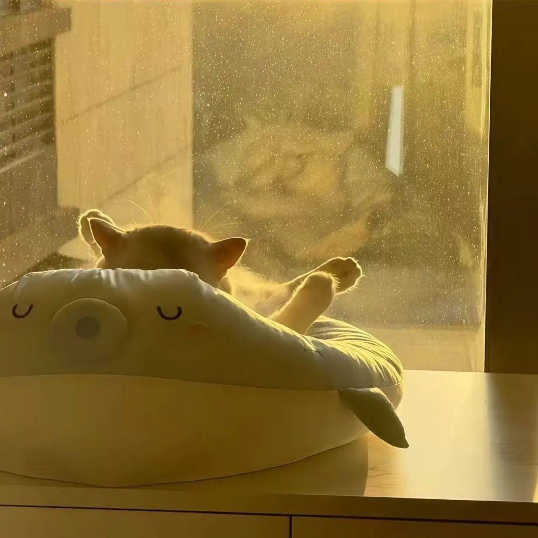 流浪小猫^o^