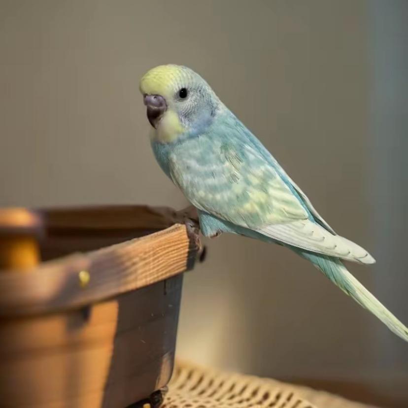 虎皮鹦鹉宠物店