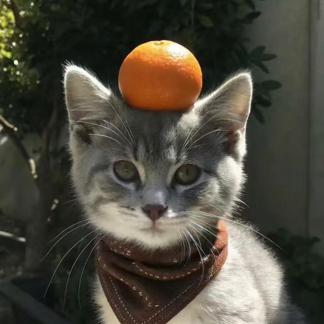 养只傻猫叫奶茶