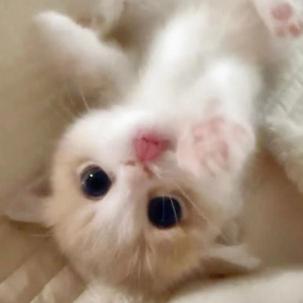 每天一个小苹果