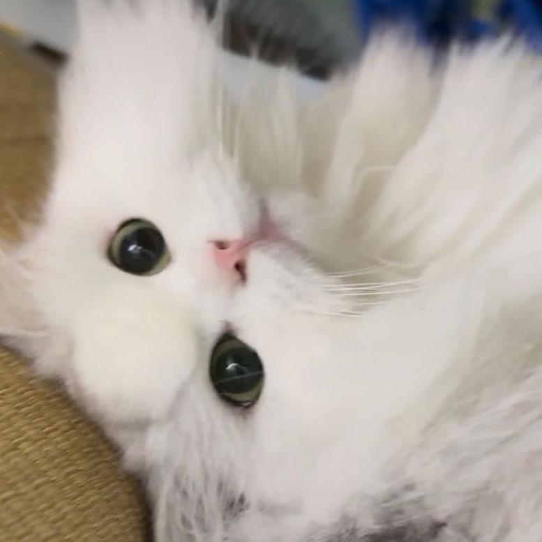 一只大鹅