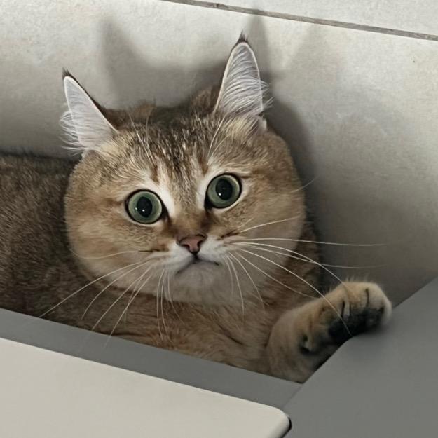 磨牙是只猪猫