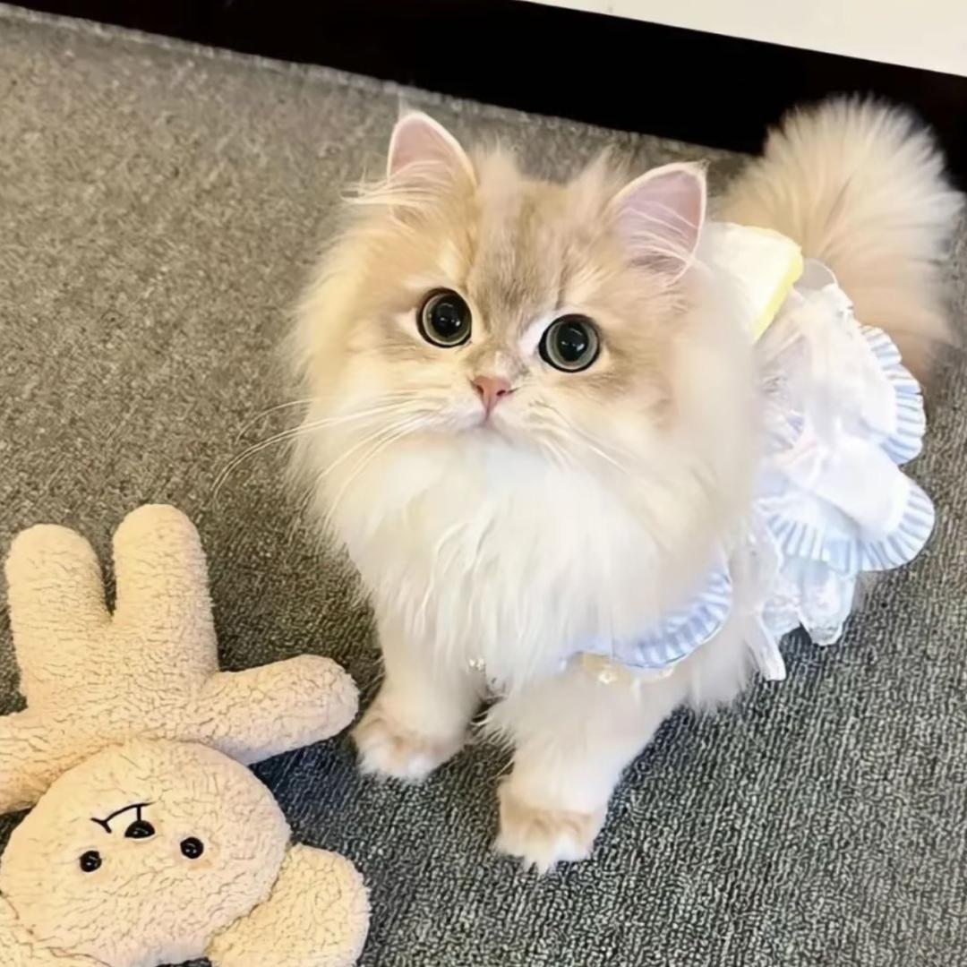 喵苓猫狗宠物基地