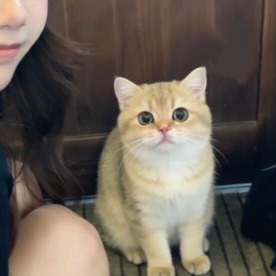 想吃薯条