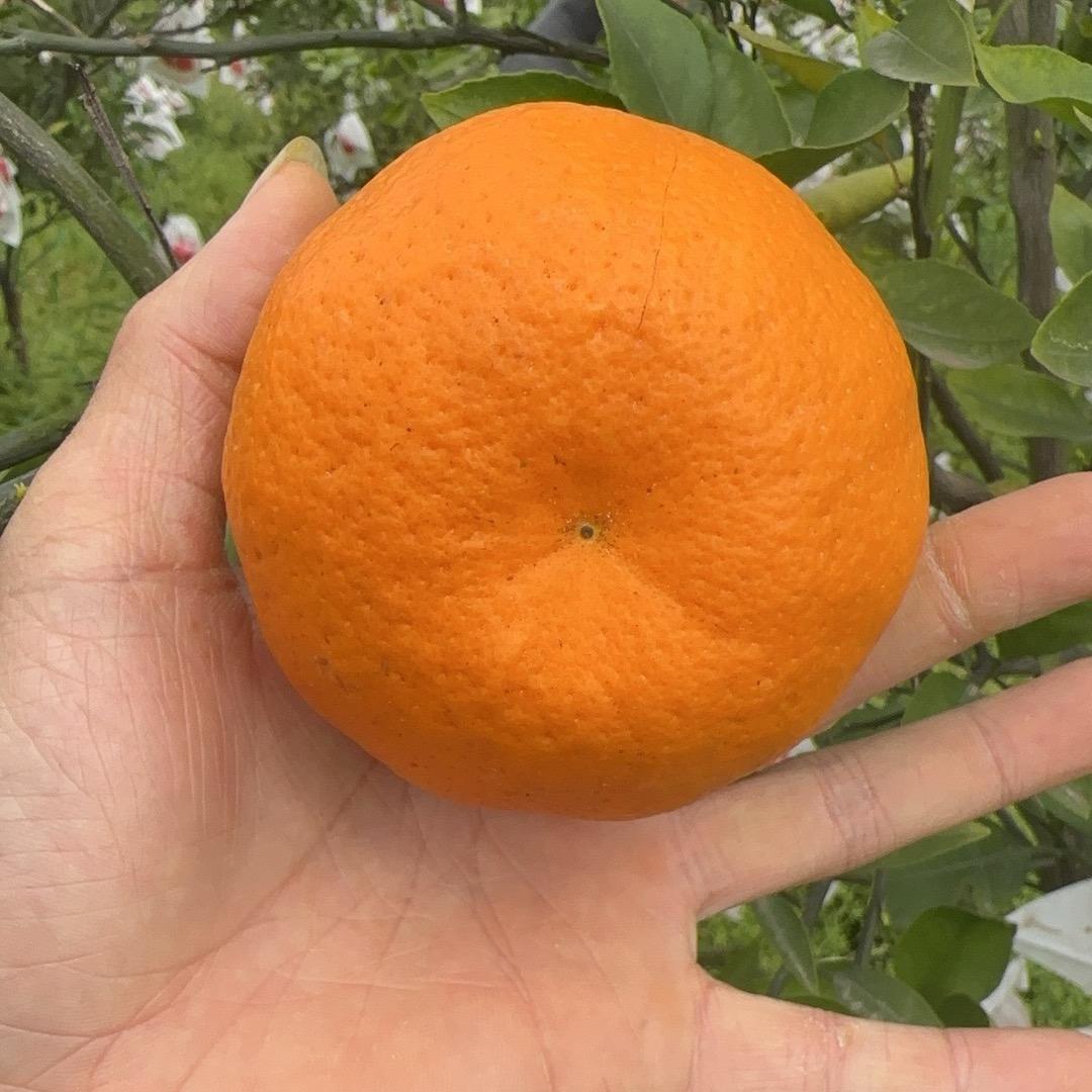郑鲜生(产地水果生鲜)