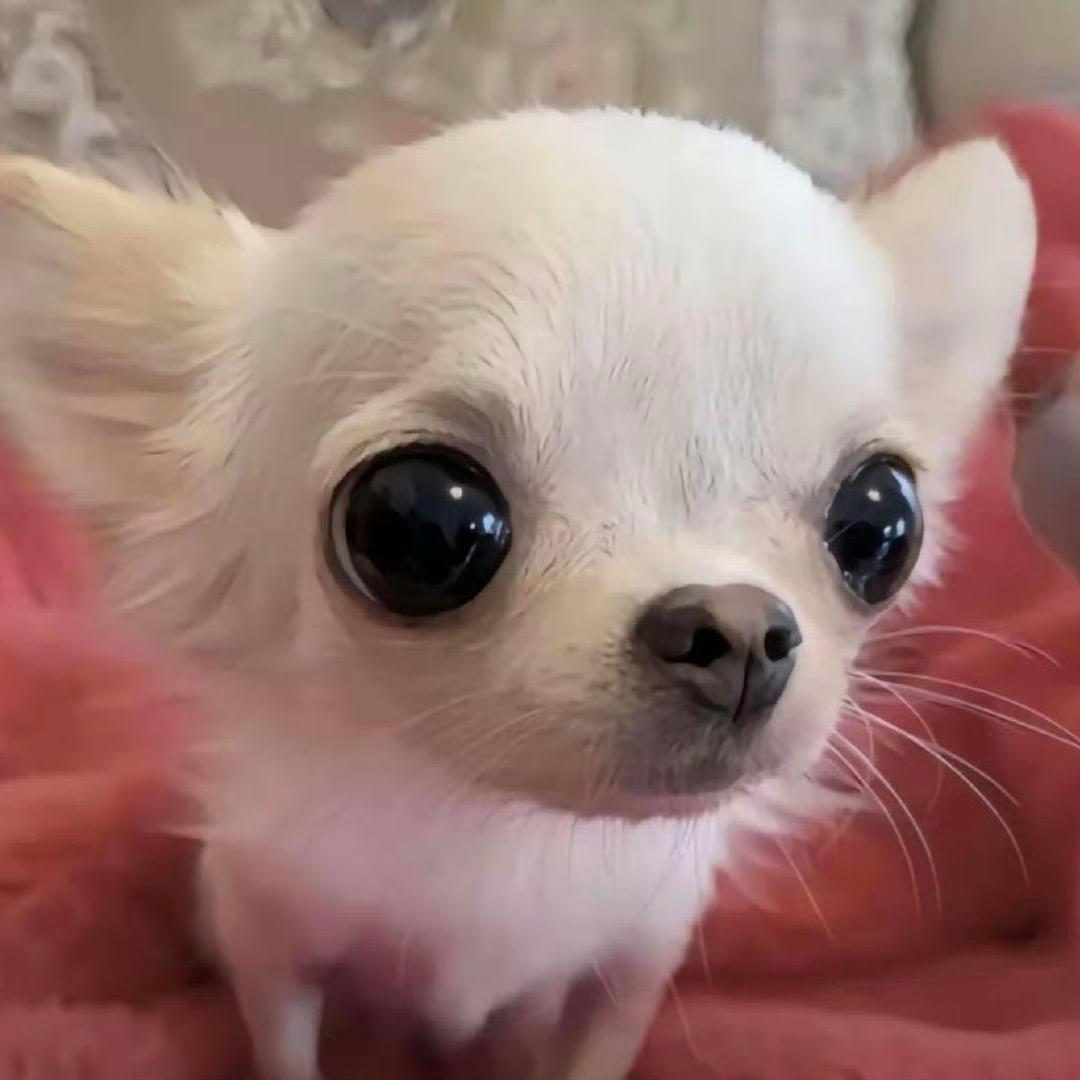 大胡几