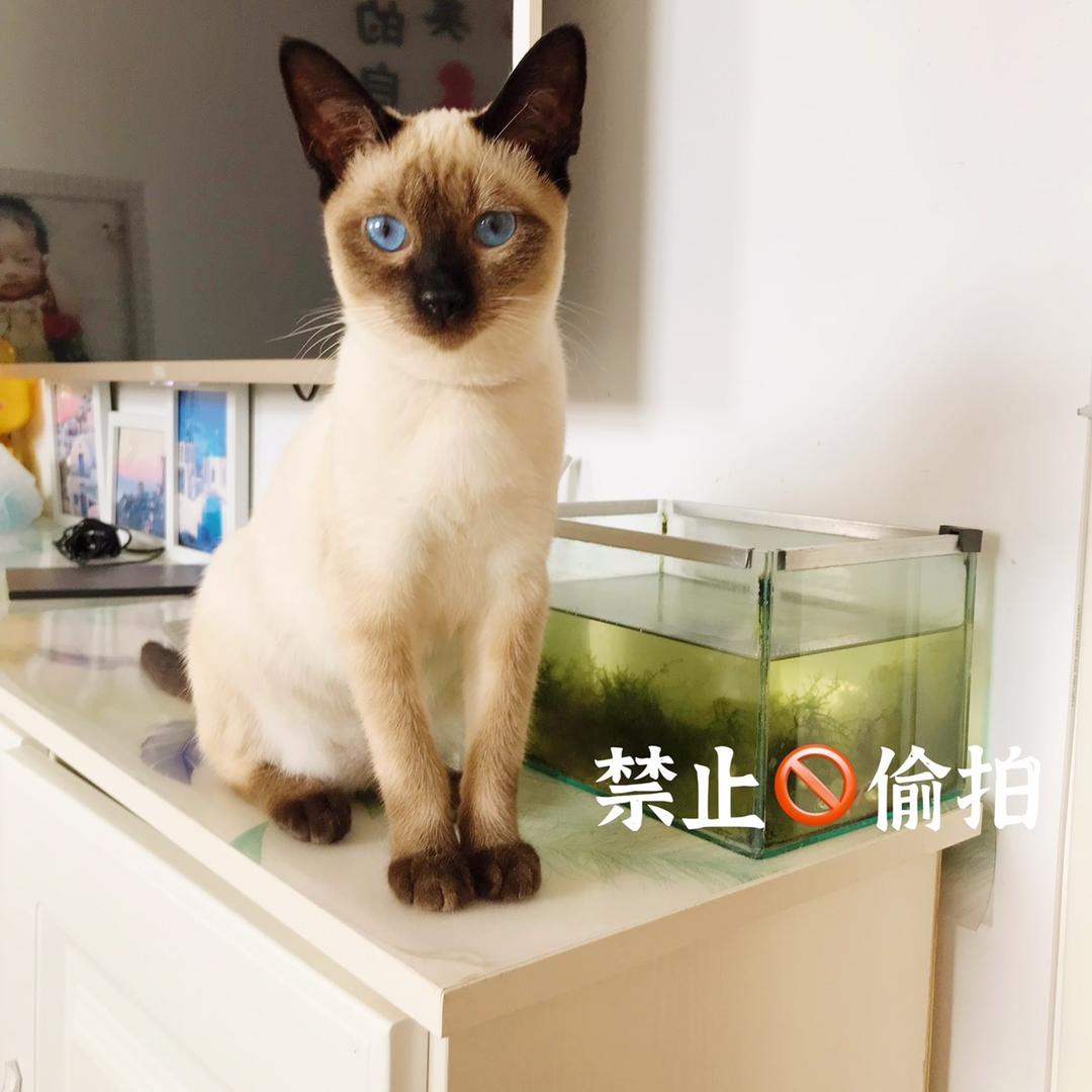 甜味氧气淼淼猫🐱