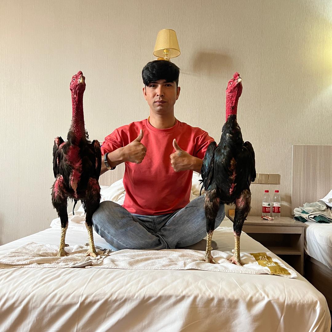 新疆兄弟斗鸡👍👍