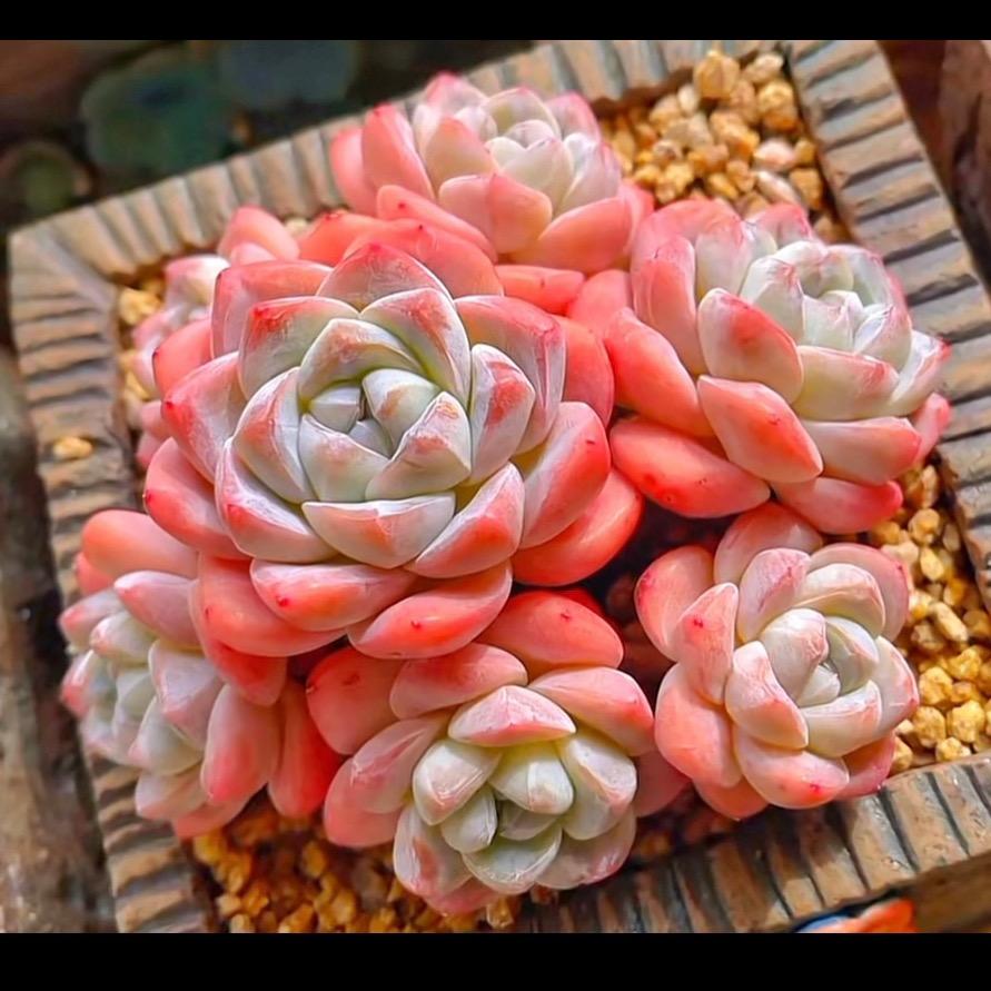 花旦精品多肉