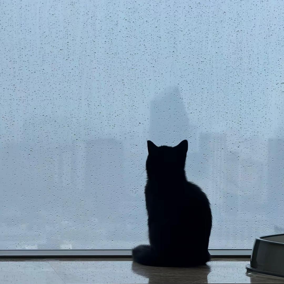 孤单听雨的猫