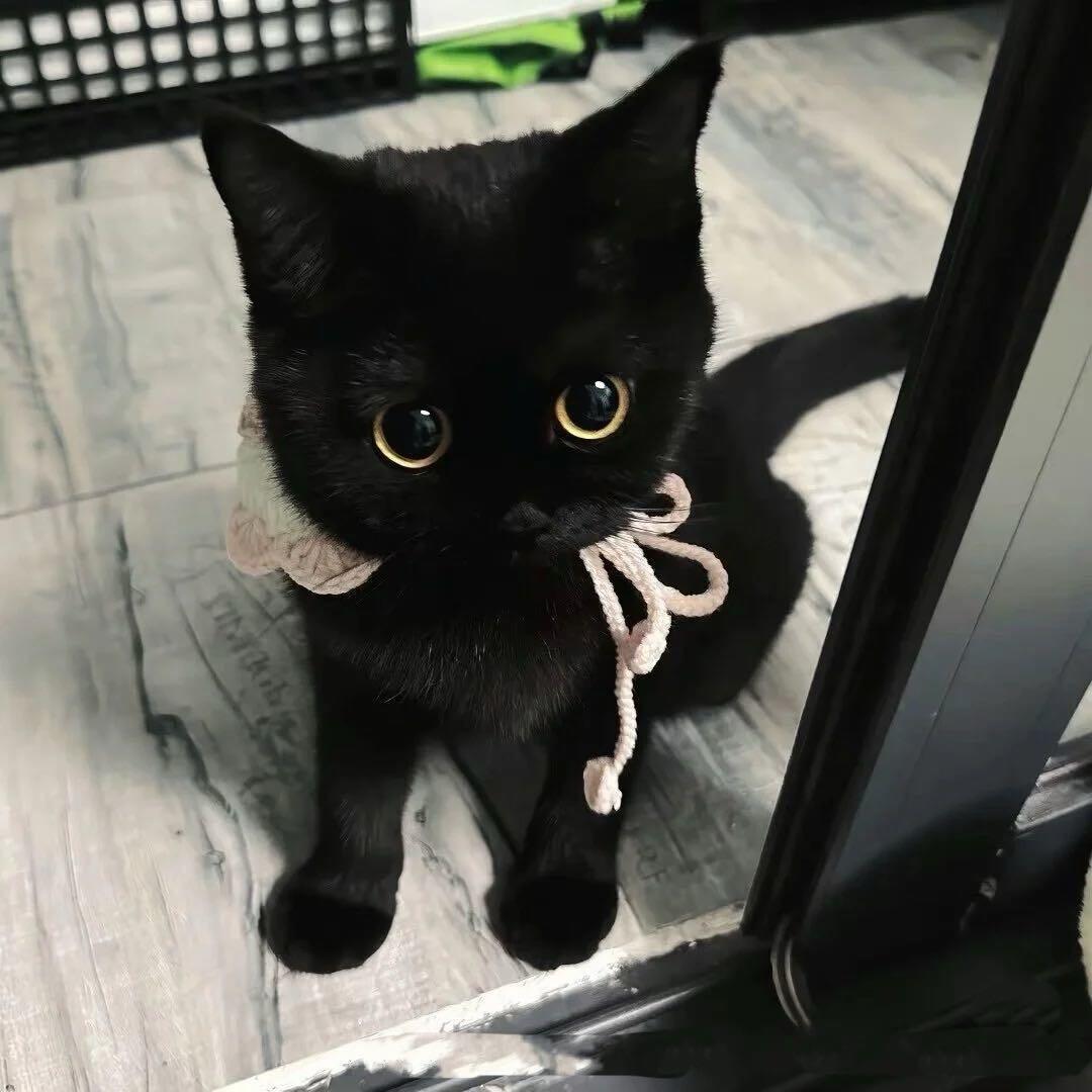 笨 蛋.