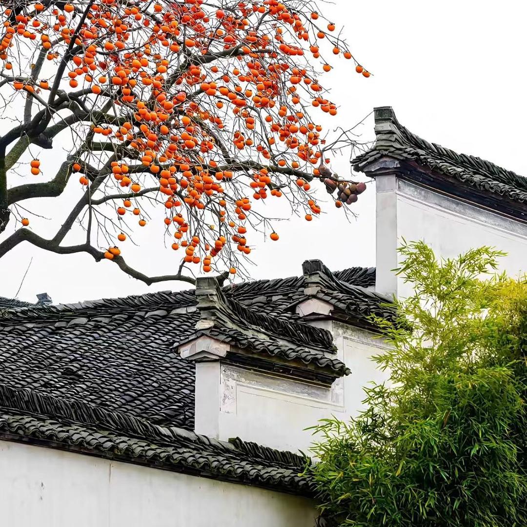 陈晨