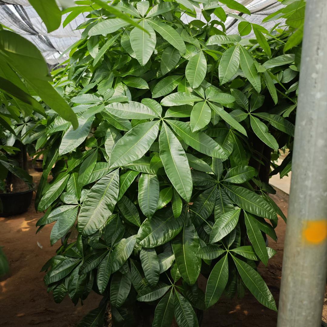 心语绿植花卉