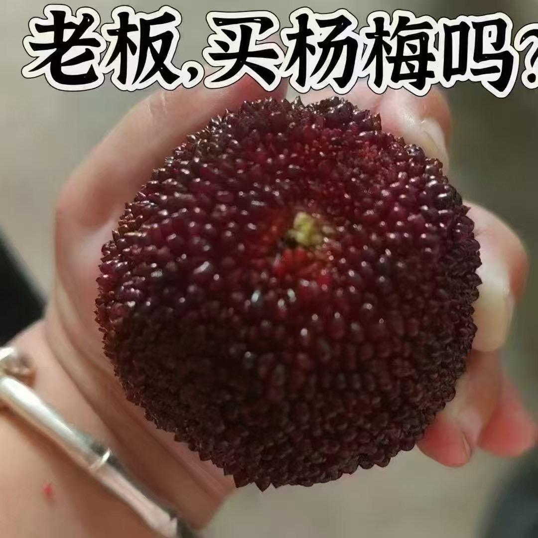 大梅子（仙居杨梅）