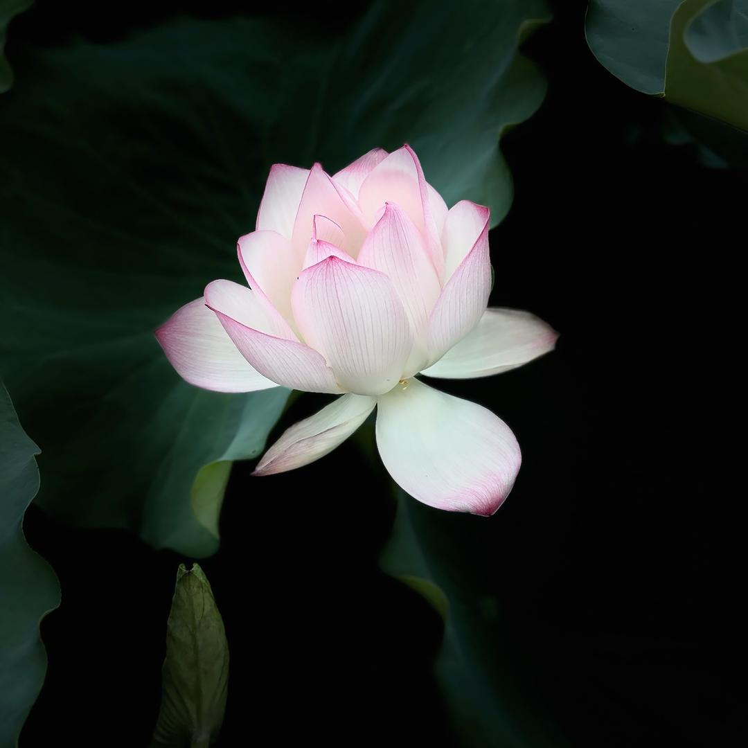 逸❦风玲