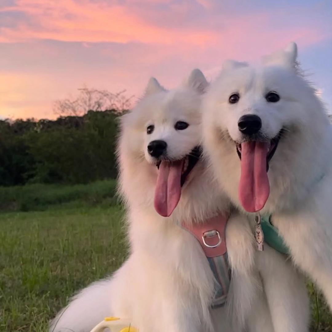 💛🐾🌠宋雅玲ᥫᩣ