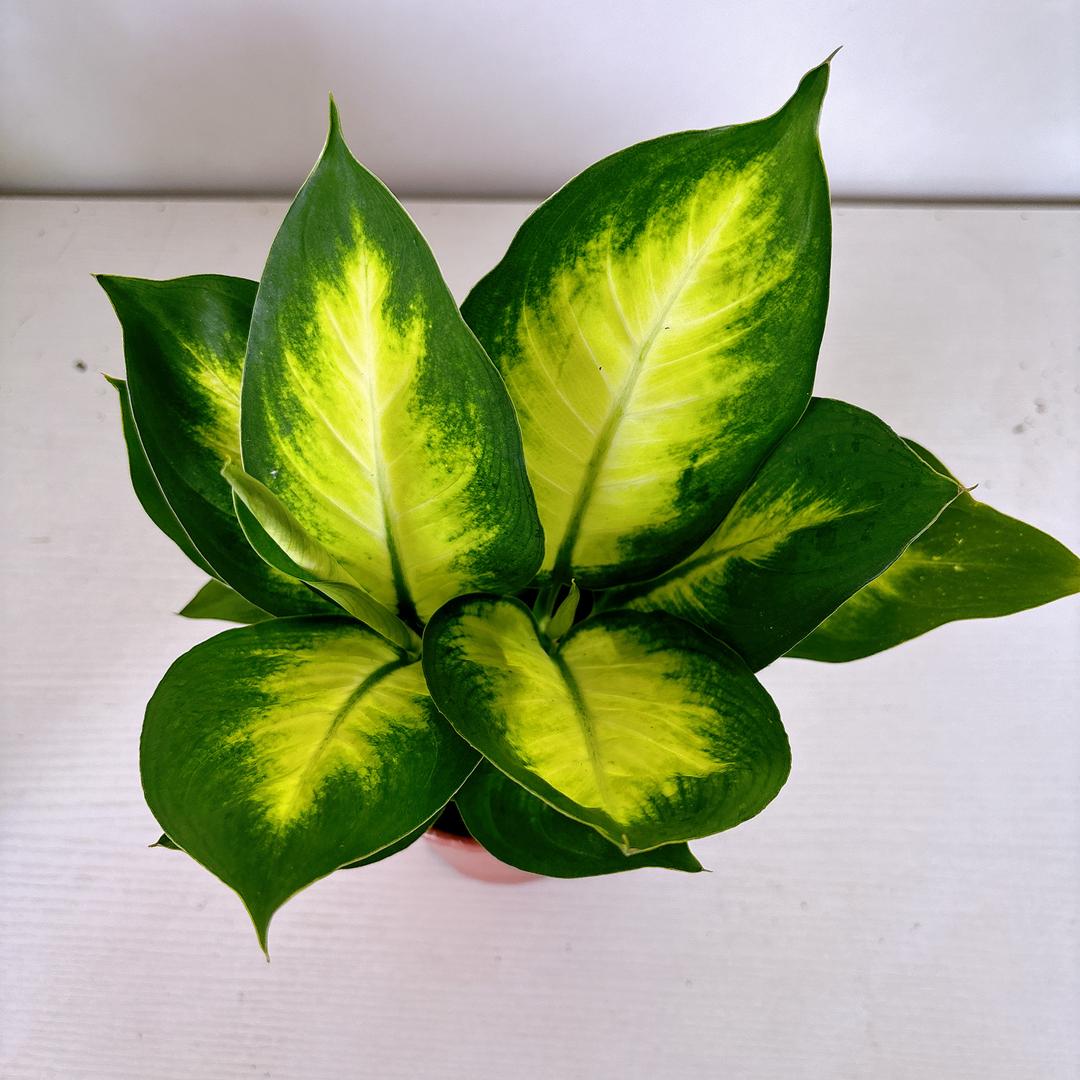 花海盆栽大世界