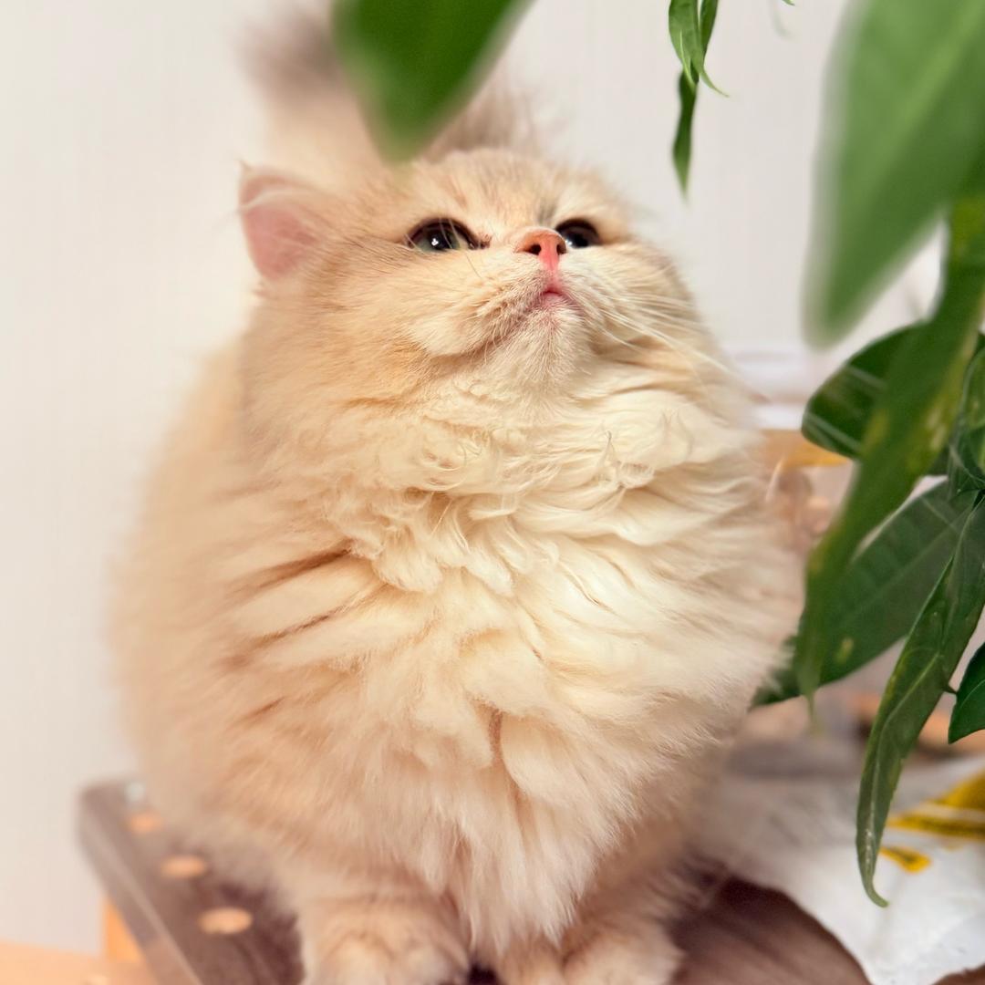 精品猫咪繁育