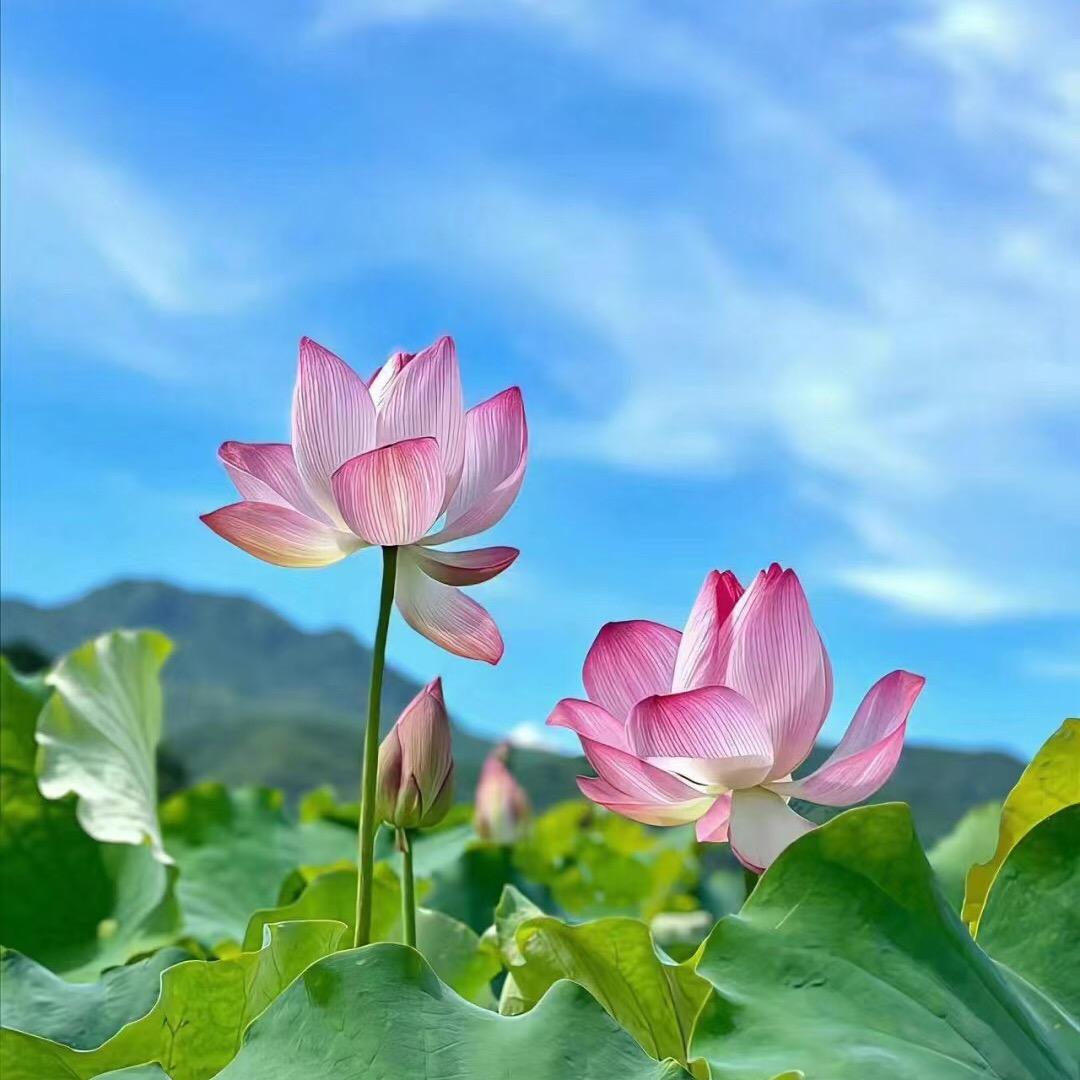 静颐香阁
