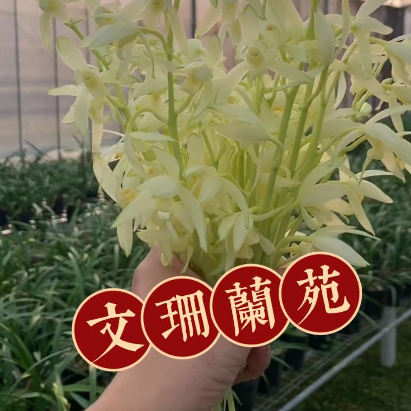 文珊兰花（每天开播）