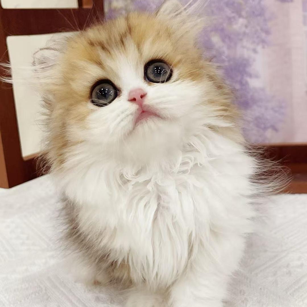 喵情宠物