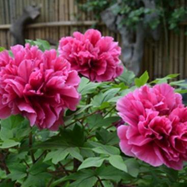 菏泽明创牡丹园艺