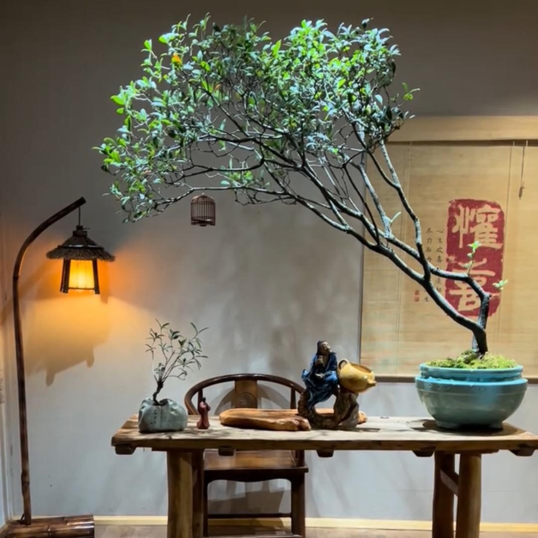 笑春风盆景