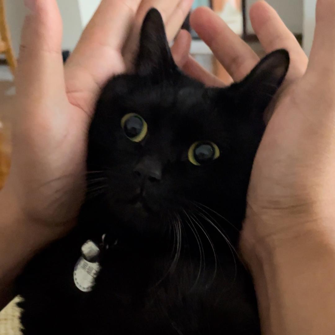 黑jojo的奇妙冒险