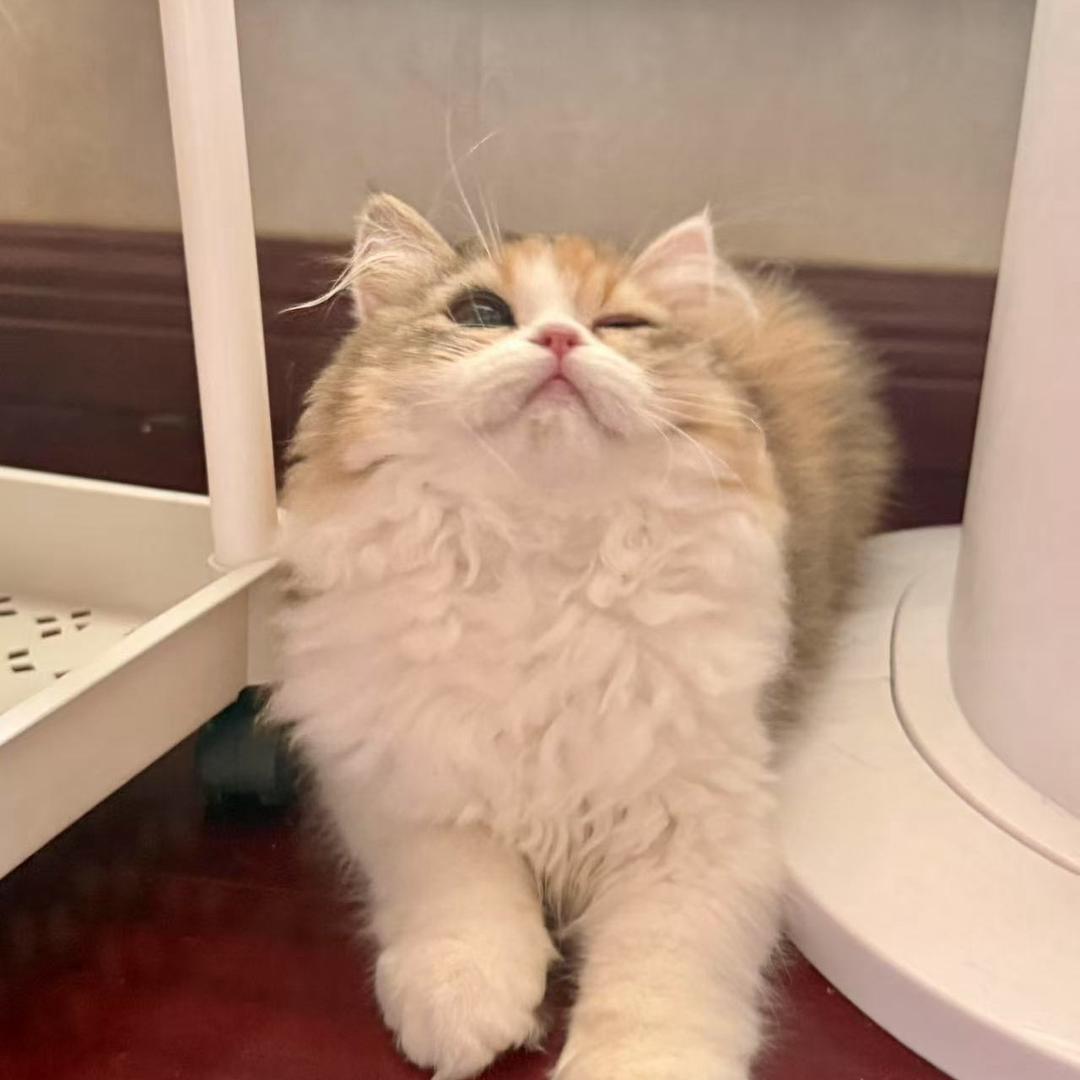 喵骑士猫舍